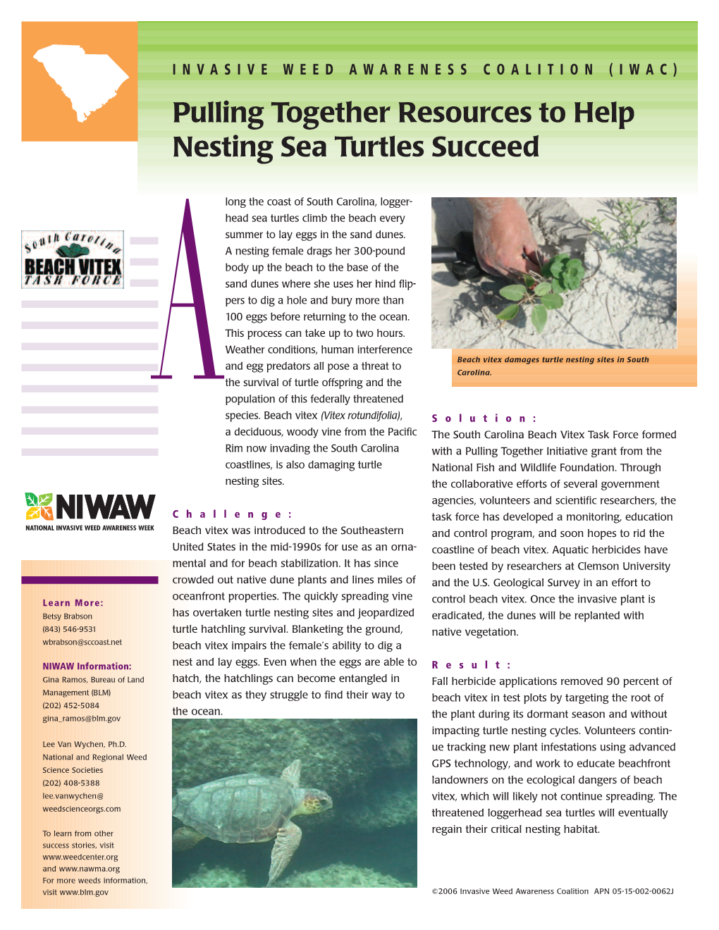 Pulling Together Resources to Help Nesting Sea Turtles Succeed