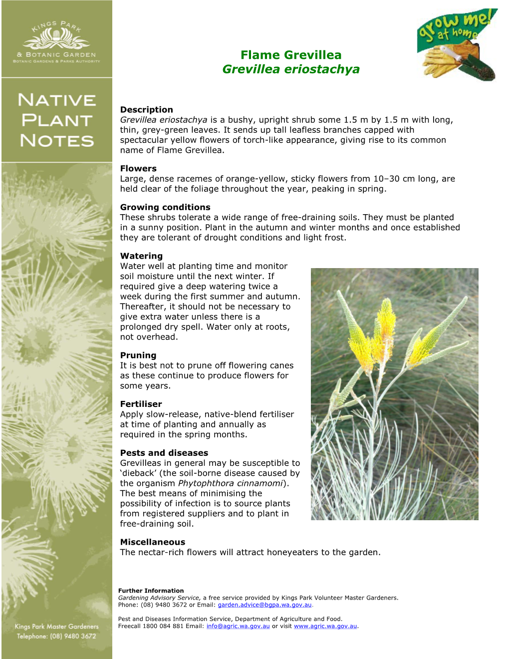 Grevillea Eriostachya Plant Notes