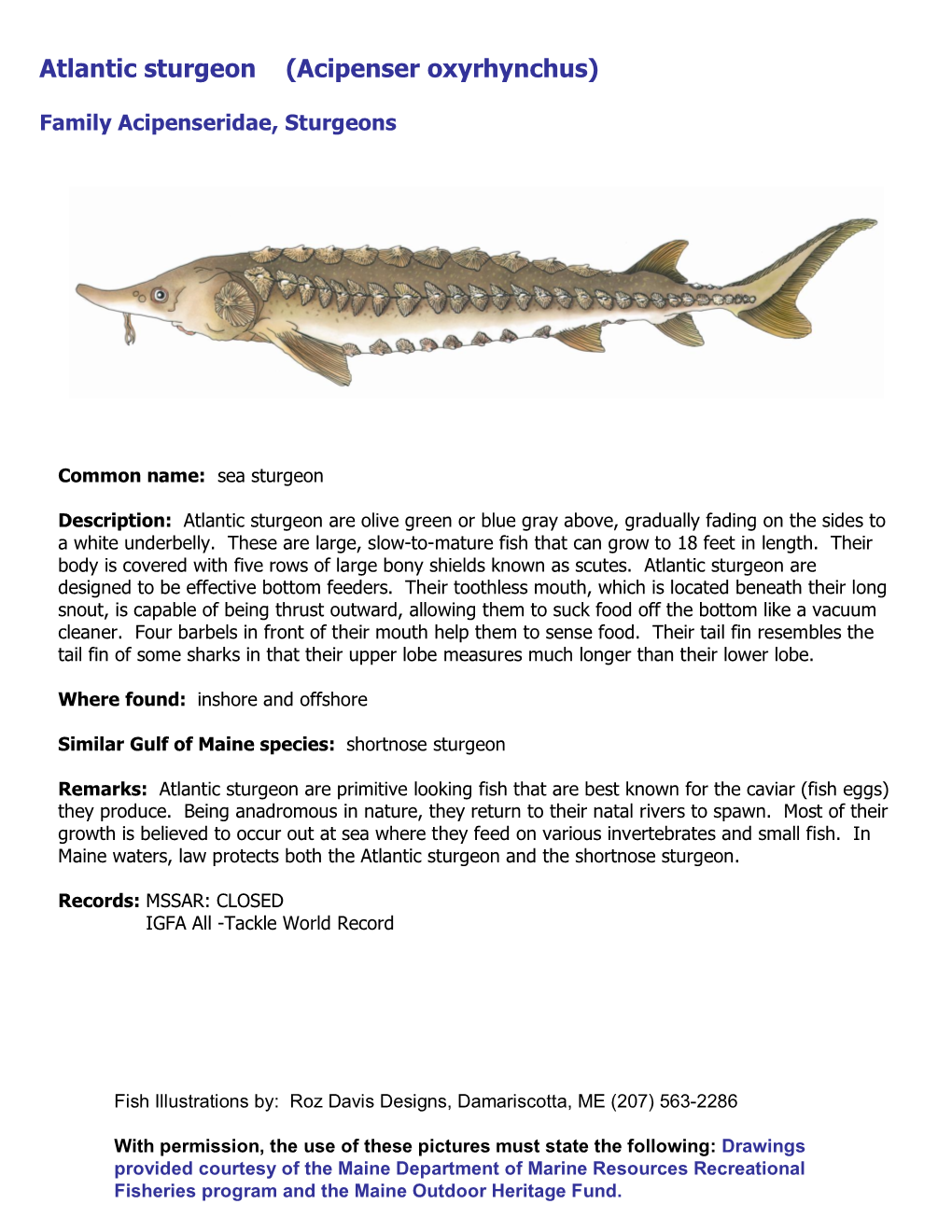 Atlantic Sturgeon (Acipenser Oxyrhynchus)