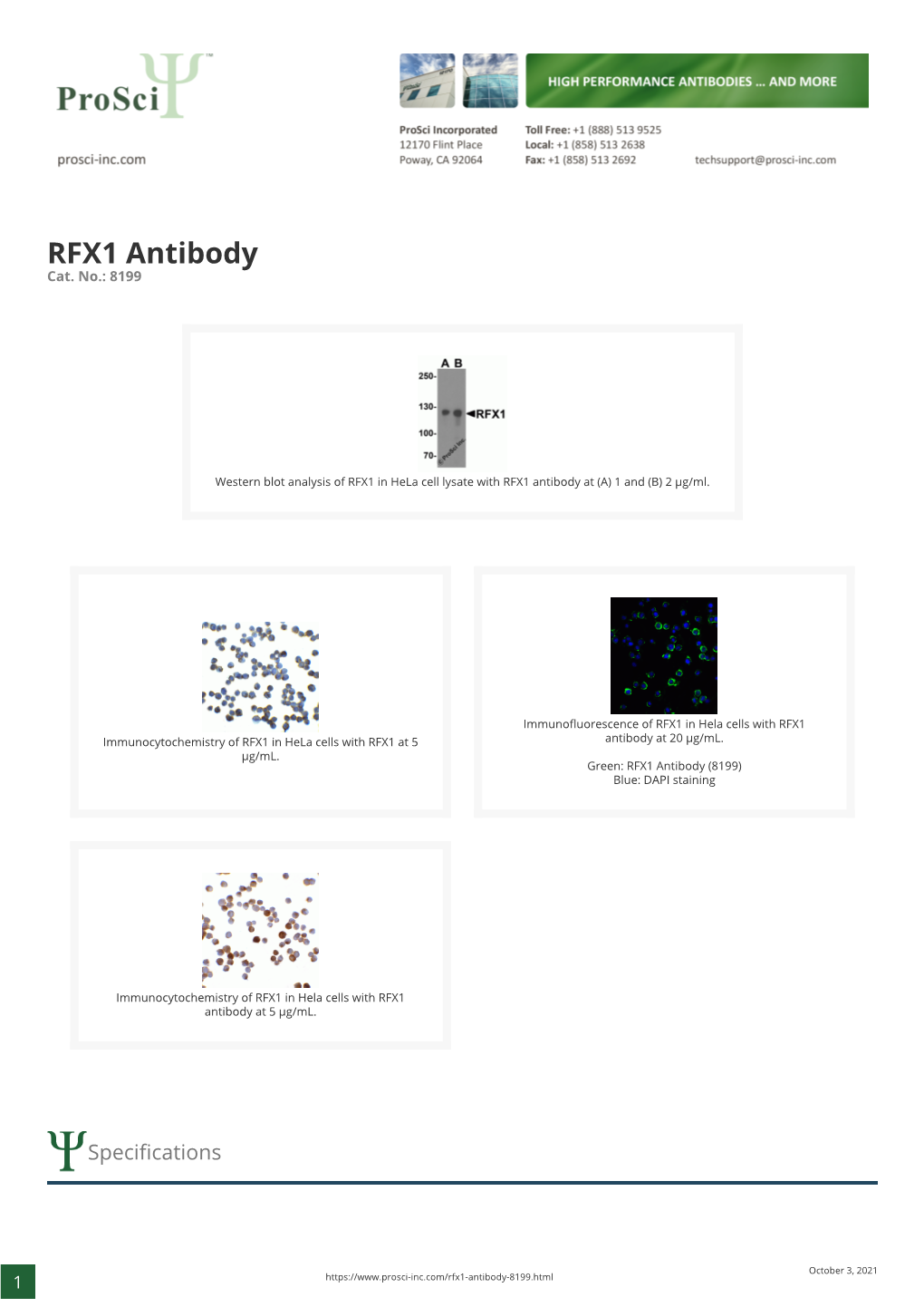 RFX1 Antibody Cat