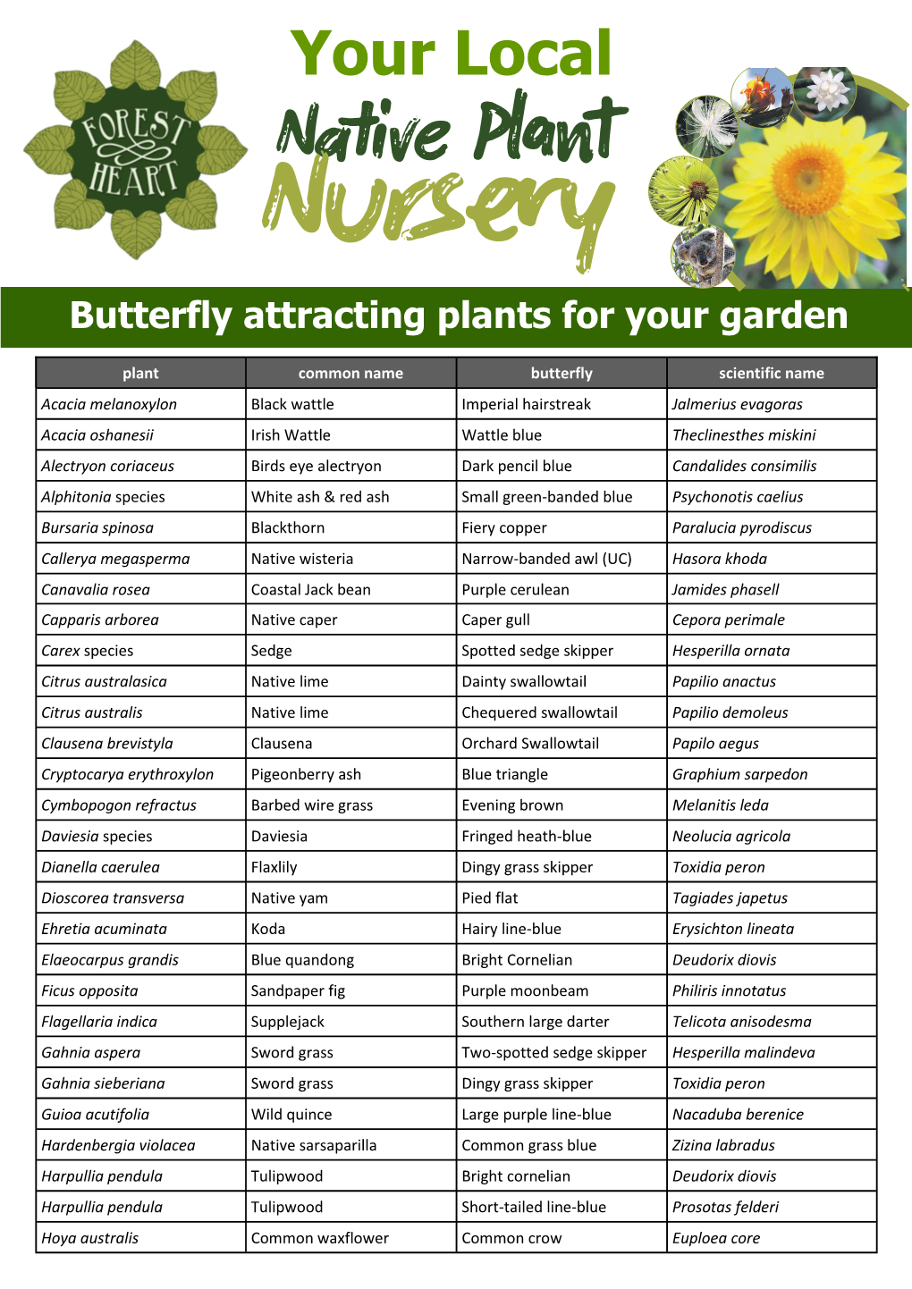 Your Local Butterfly Attracting Plants for Your Garden