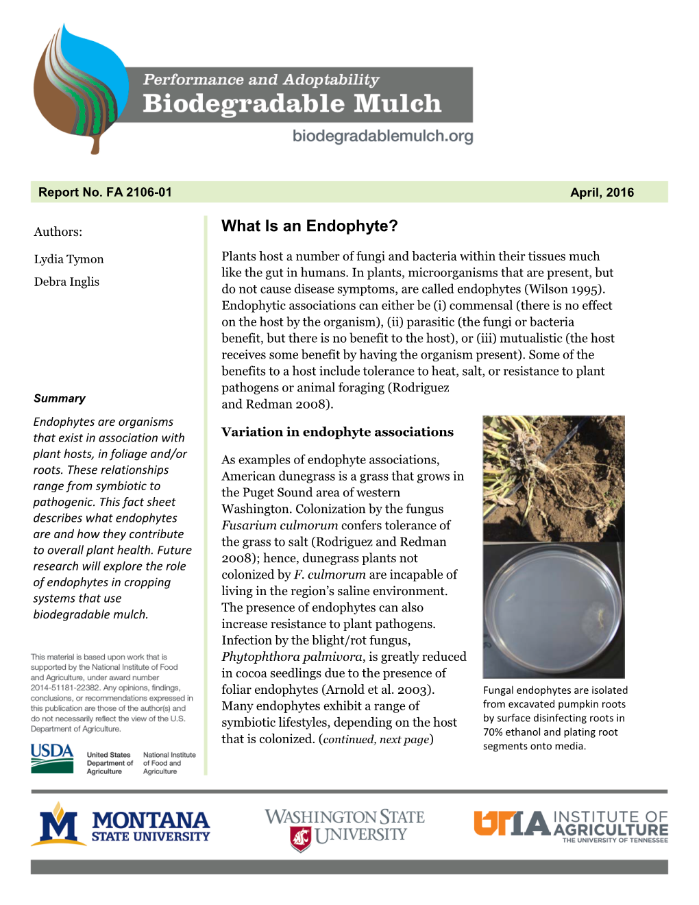 What Is an Endophyte?