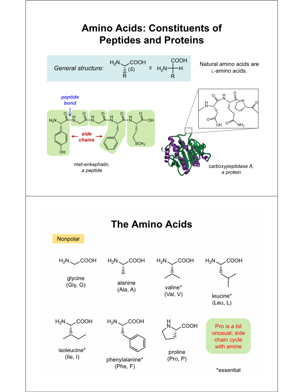 Amino Acids: Constituents of Peptides and Proteins the Amino Acids