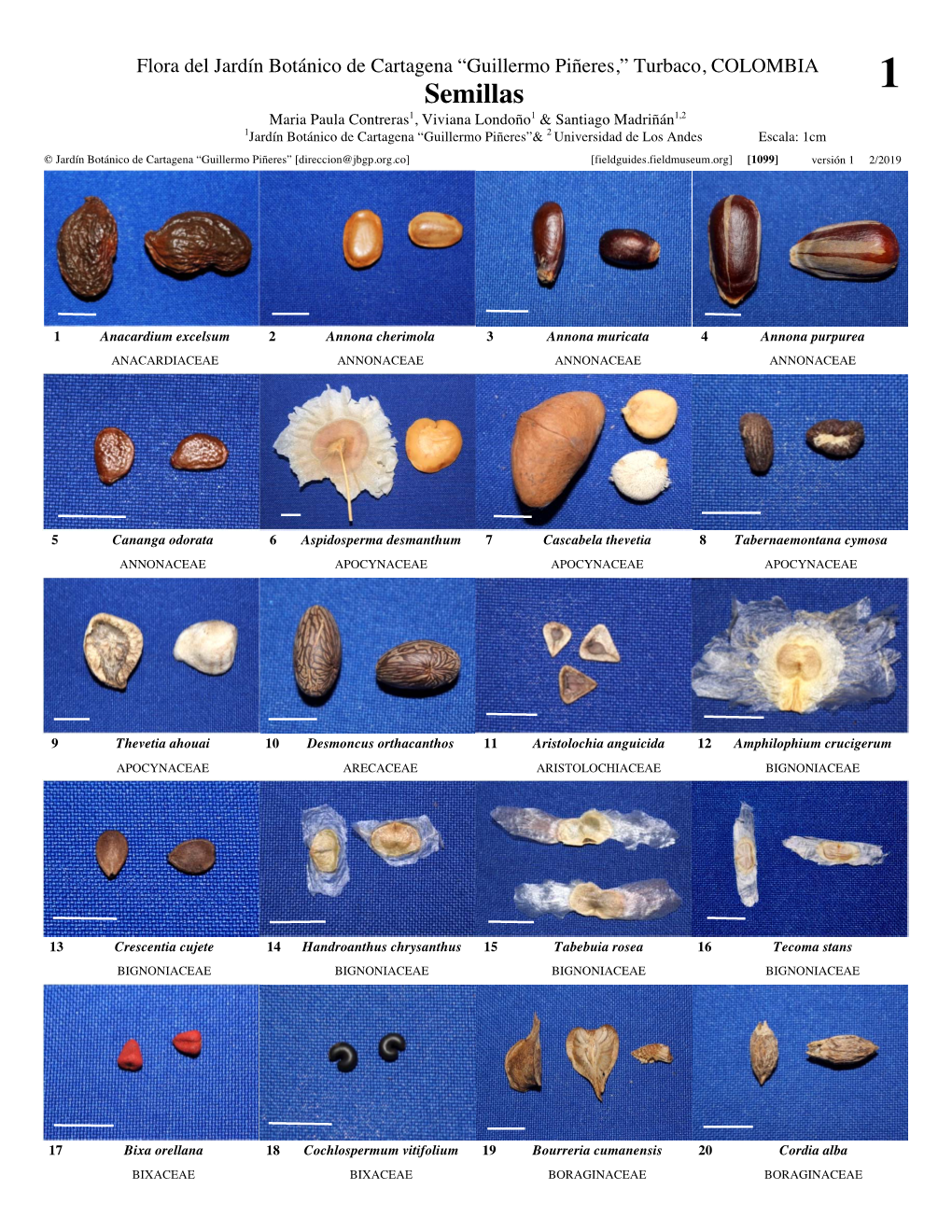 Semillas 1 Maria Paula Contreras1, Viviana Londoño1 & Santiago Madriñán1,2 1Jardín Botánico De Cartagena “Guillermo Piñeres”& 2 Universidad De Los Andes Escala: 1Cm