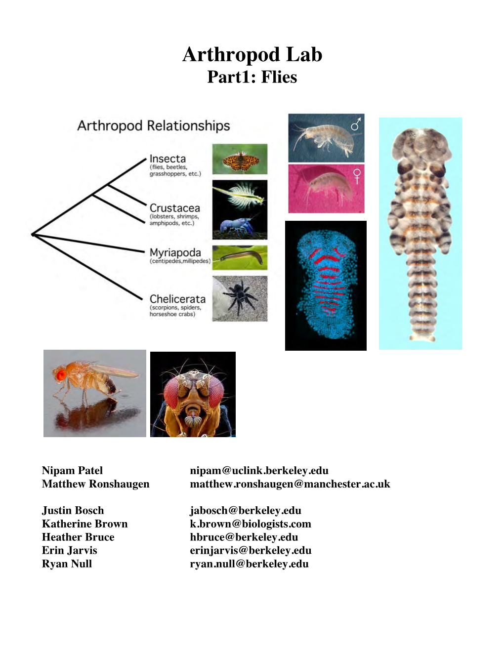 Arthropod Lab Part1: Flies