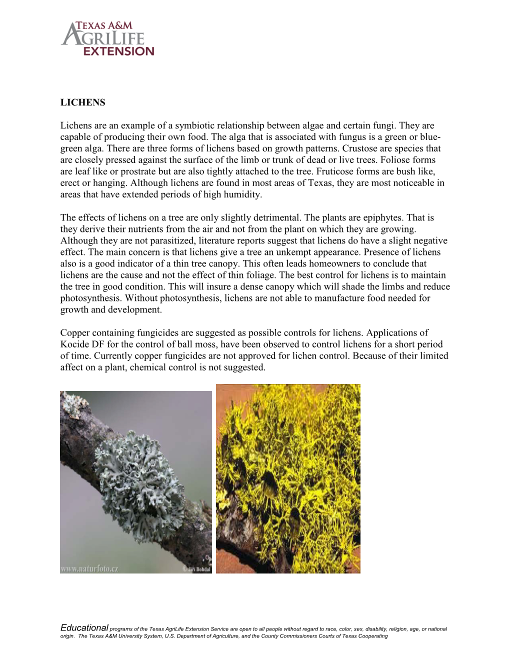 LICHENS Lichens Are an Example of a Symbiotic Relationship Between