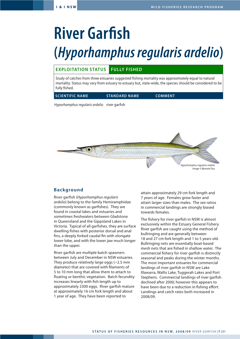 River Garfish (Hyporhamphus Regularis Ardelio)
