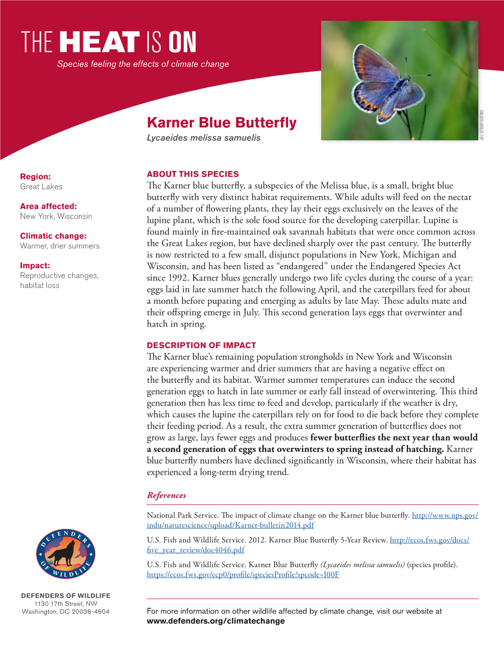 Karner Blue Butterfly