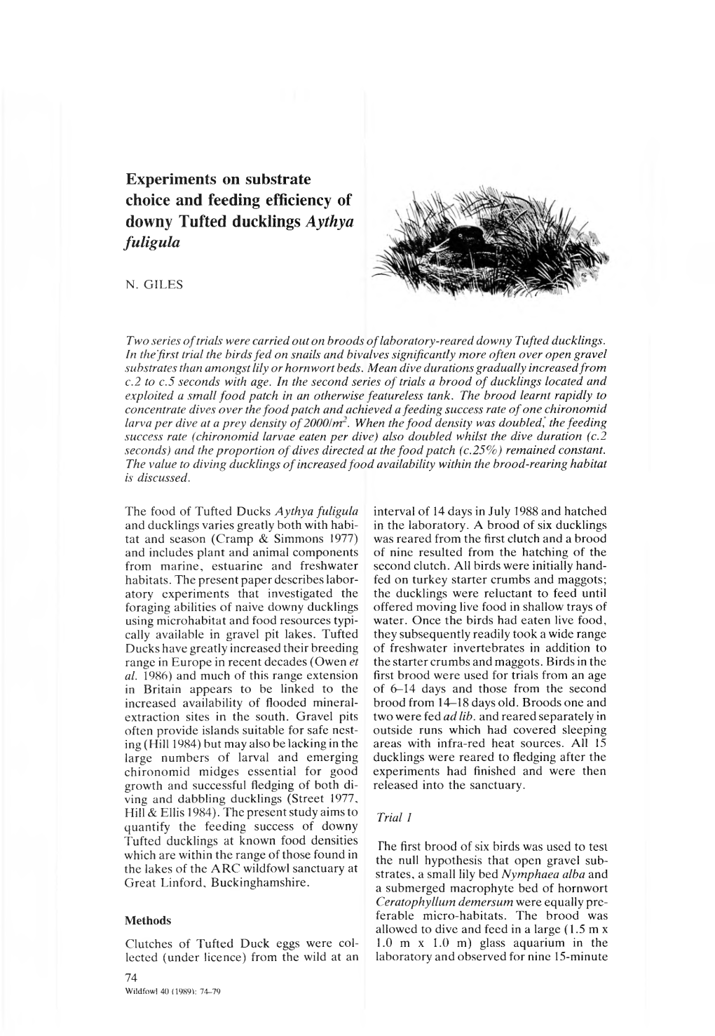 Experiments on Substrate Choice and Feeding Efficiency of Downy Tufted Ducklings Aythya Fuligula