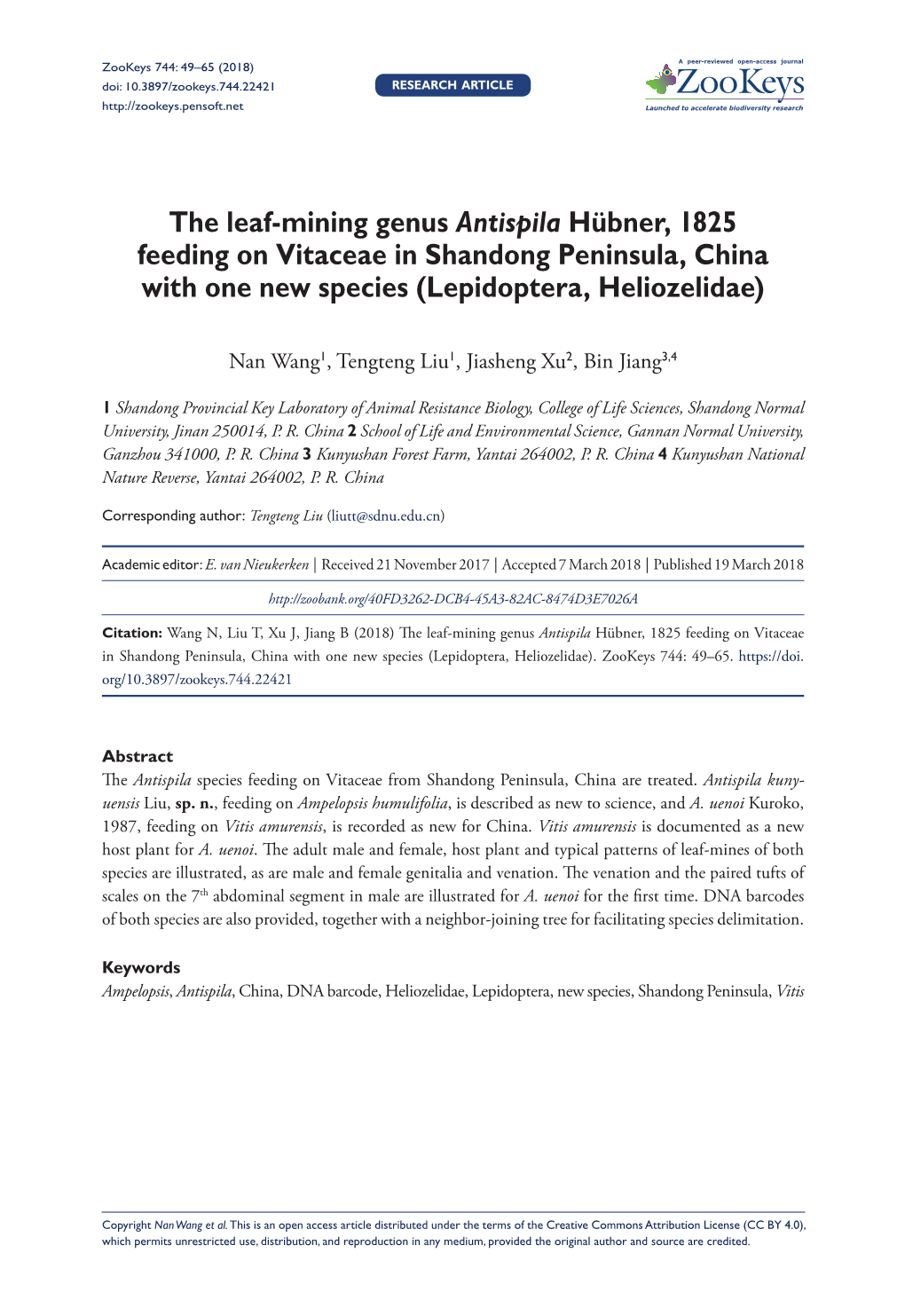 The Leaf-Mining Genus Antispila Hübner, 1825 Feeding on Vitaceae in Shandong Peninsula, China with One New Species (Lepidoptera, Heliozelidae)