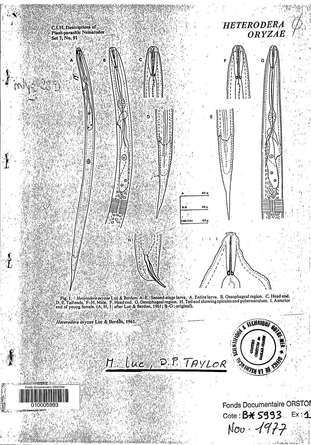 Heterodera Oryzae