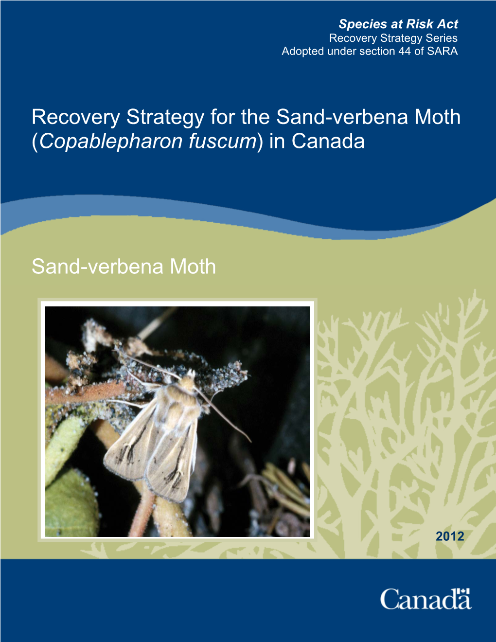 Sand-Verbena Moth (Copablepharon Fuscum) in Canada