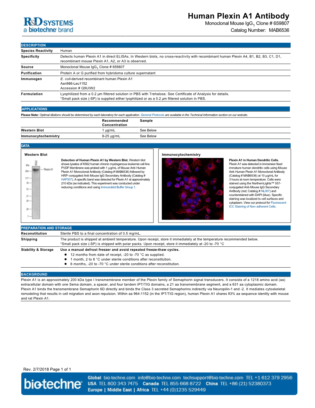 Human Plexin A1 Antibody