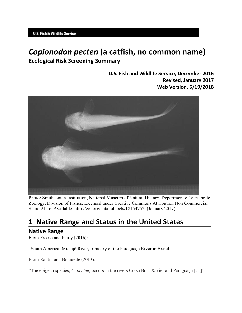 Copionodon Pecten (A Catfish, No Common Name) Ecological Risk Screening Summary