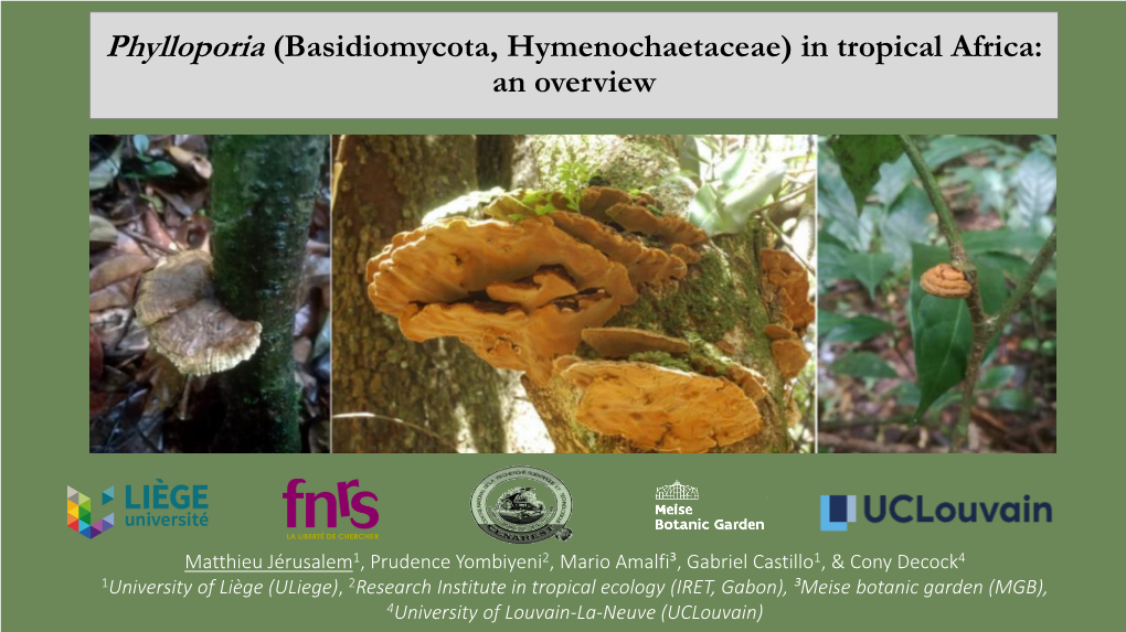 Phylloporia (Basidiomycota, Hymenochaetales) in Tropical Africa