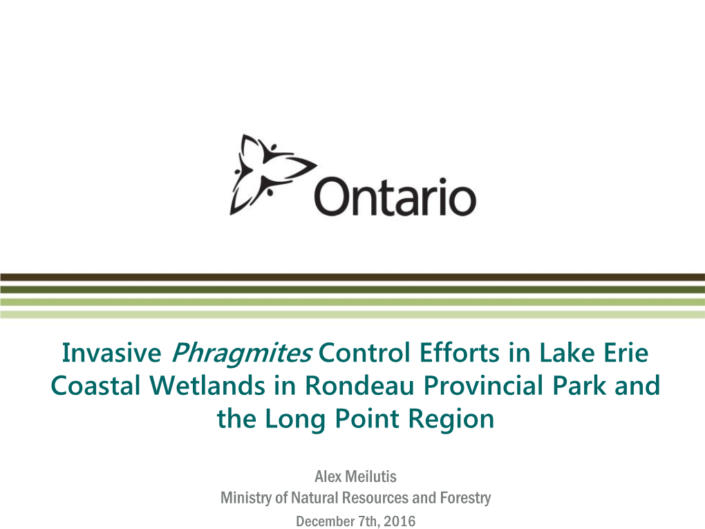 Invasive Phragmites Control Efforts in Lake Erie Coastal Wetlands in Rondeau Provincial Park and the Long Point Region