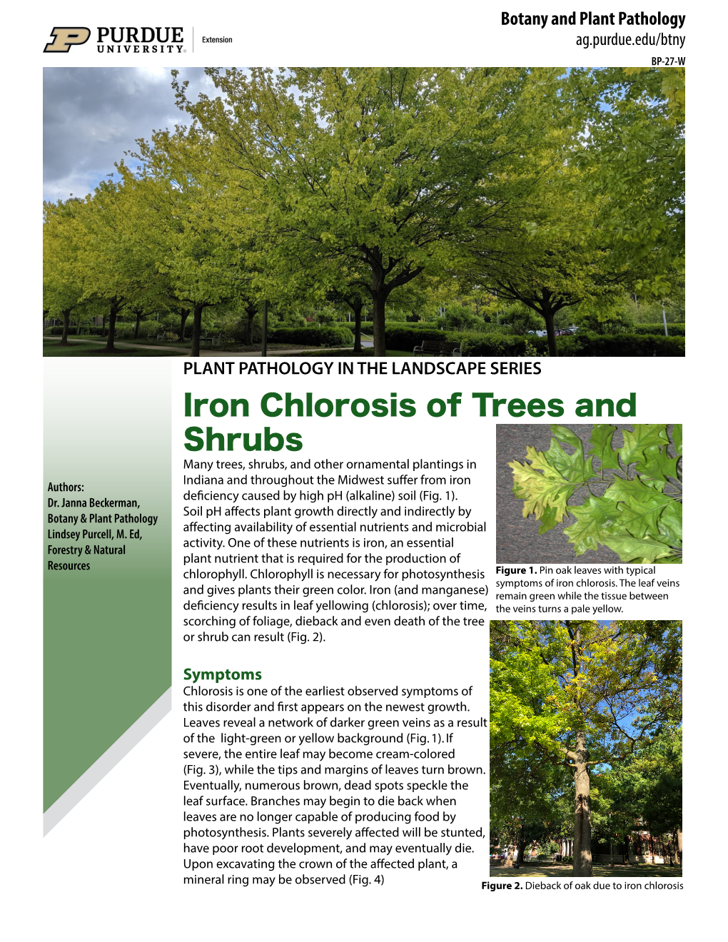 Iron Chlorosis of Trees and Shrubs