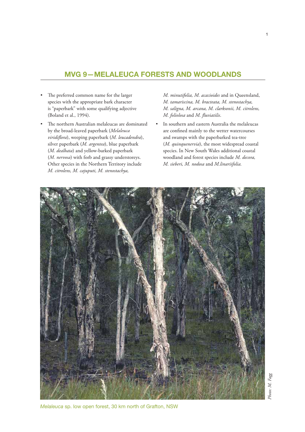 Mvg 9—Melaleuca Forests and Woodlands