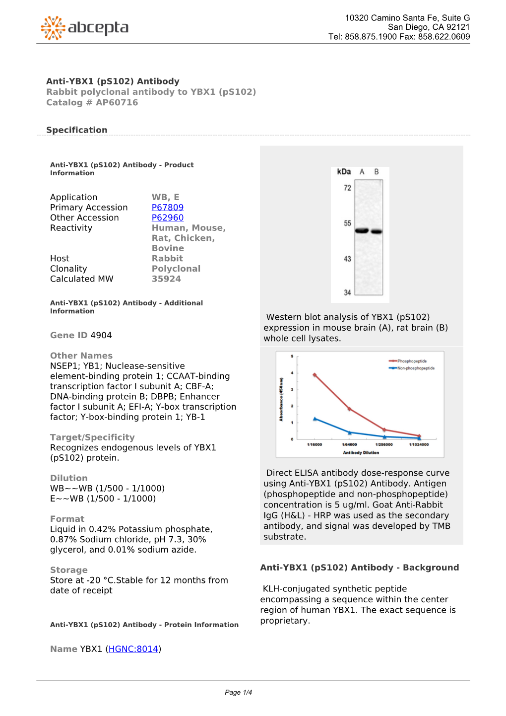 Anti-YBX1 (Ps102) Antibody Rabbit Polyclonal Antibody to YBX1 (Ps102) Catalog # AP60716