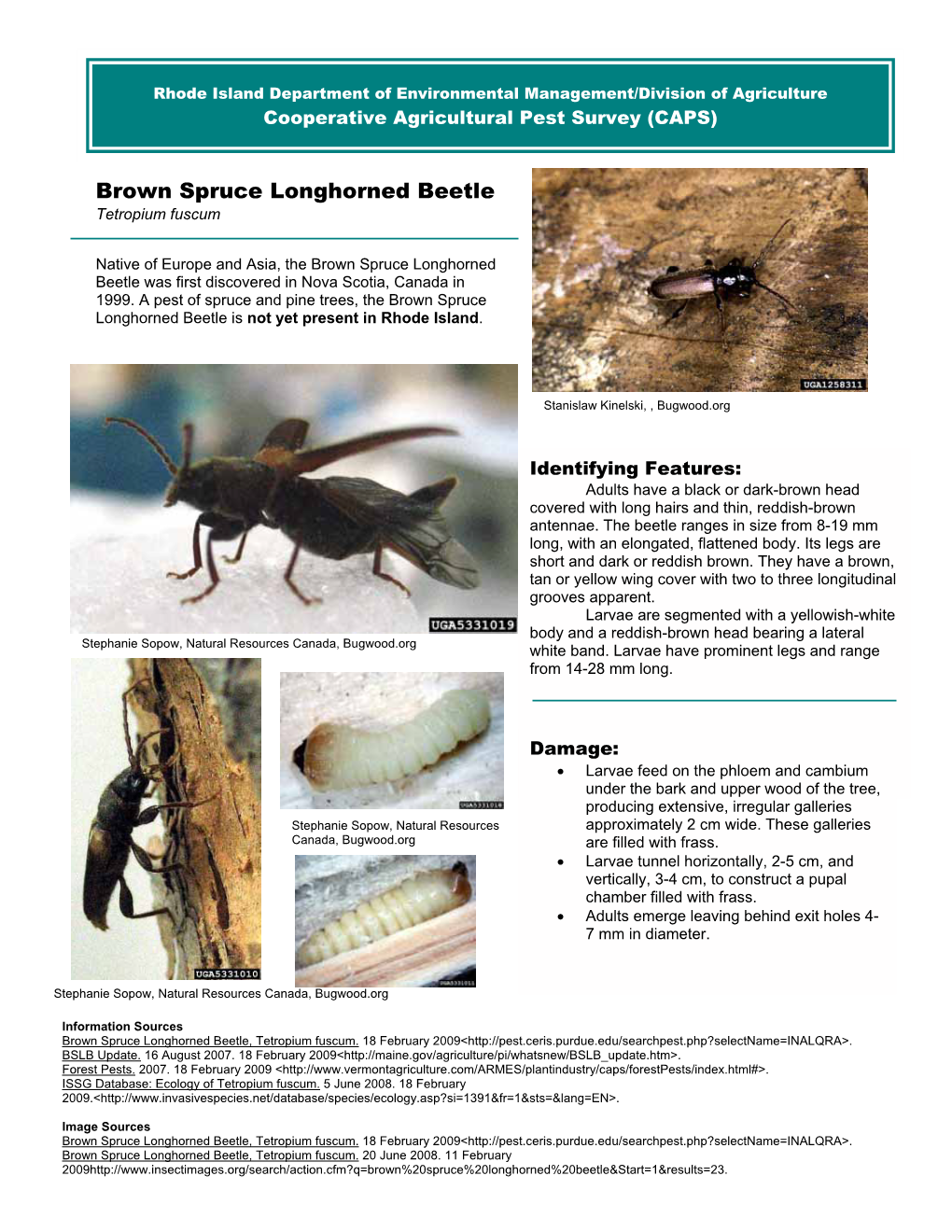 RI DEM/Agriculture Brown Spruce Longhorned Beetle Fact Sheet