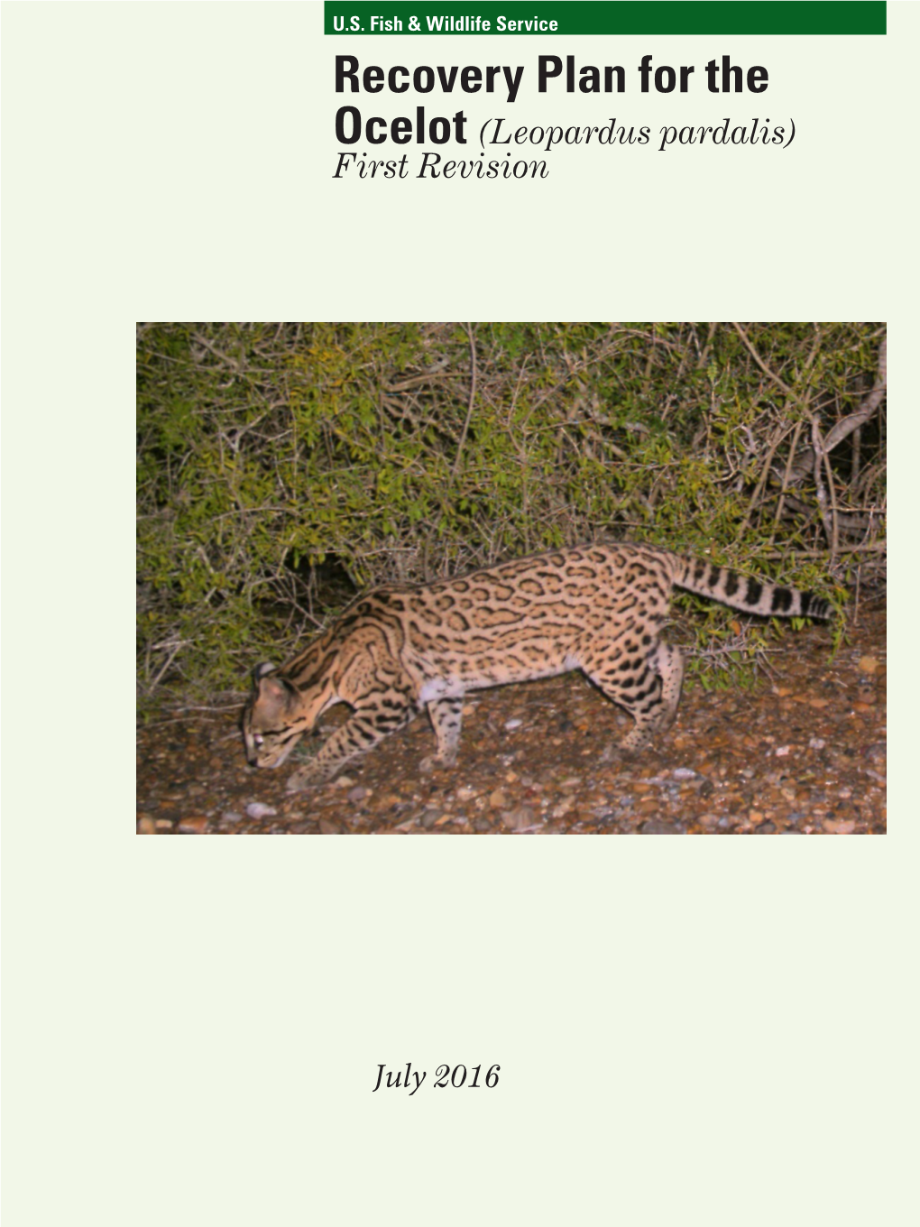 Recovery Plan for the Ocelot (Leopardus Pardalis) First Revision