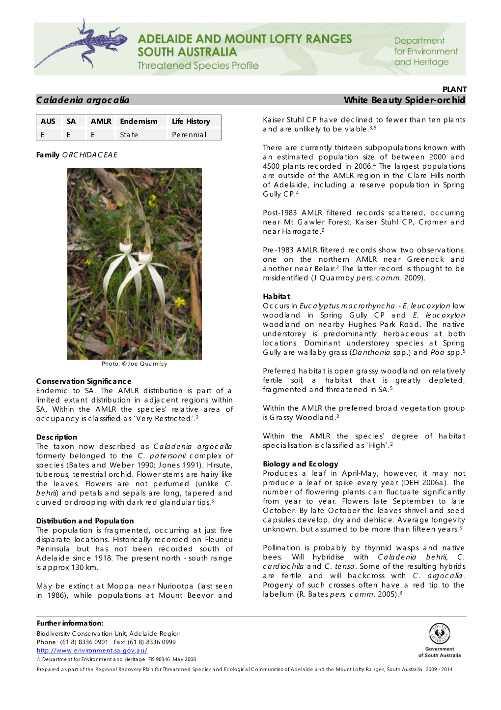 Caladenia Argocalla White Beauty Spider-Orchid