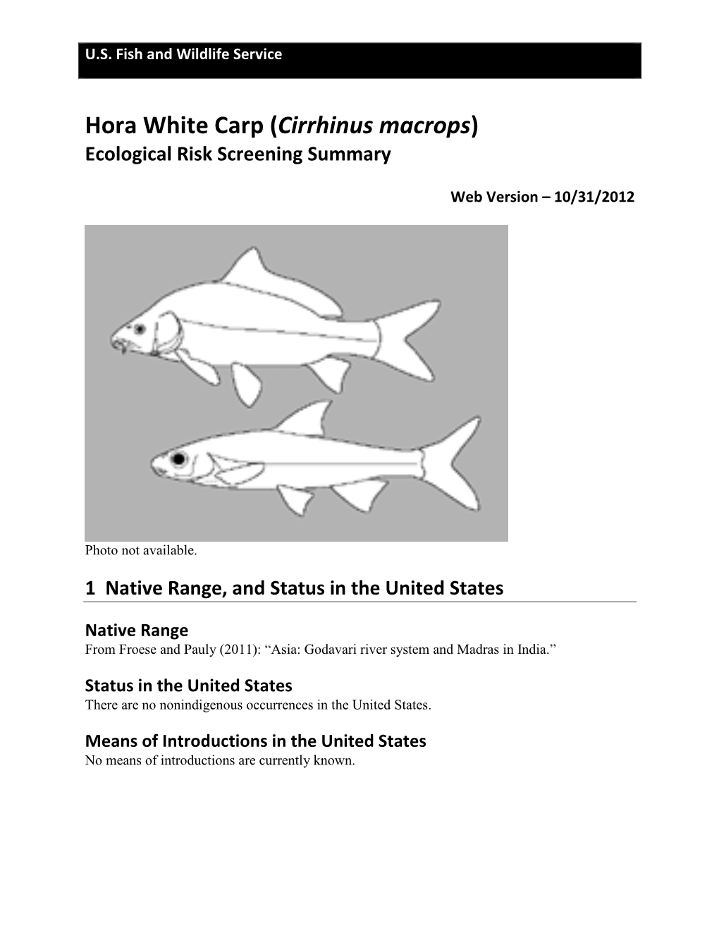 Carp, Hora White (Cirrhinus Macrops)