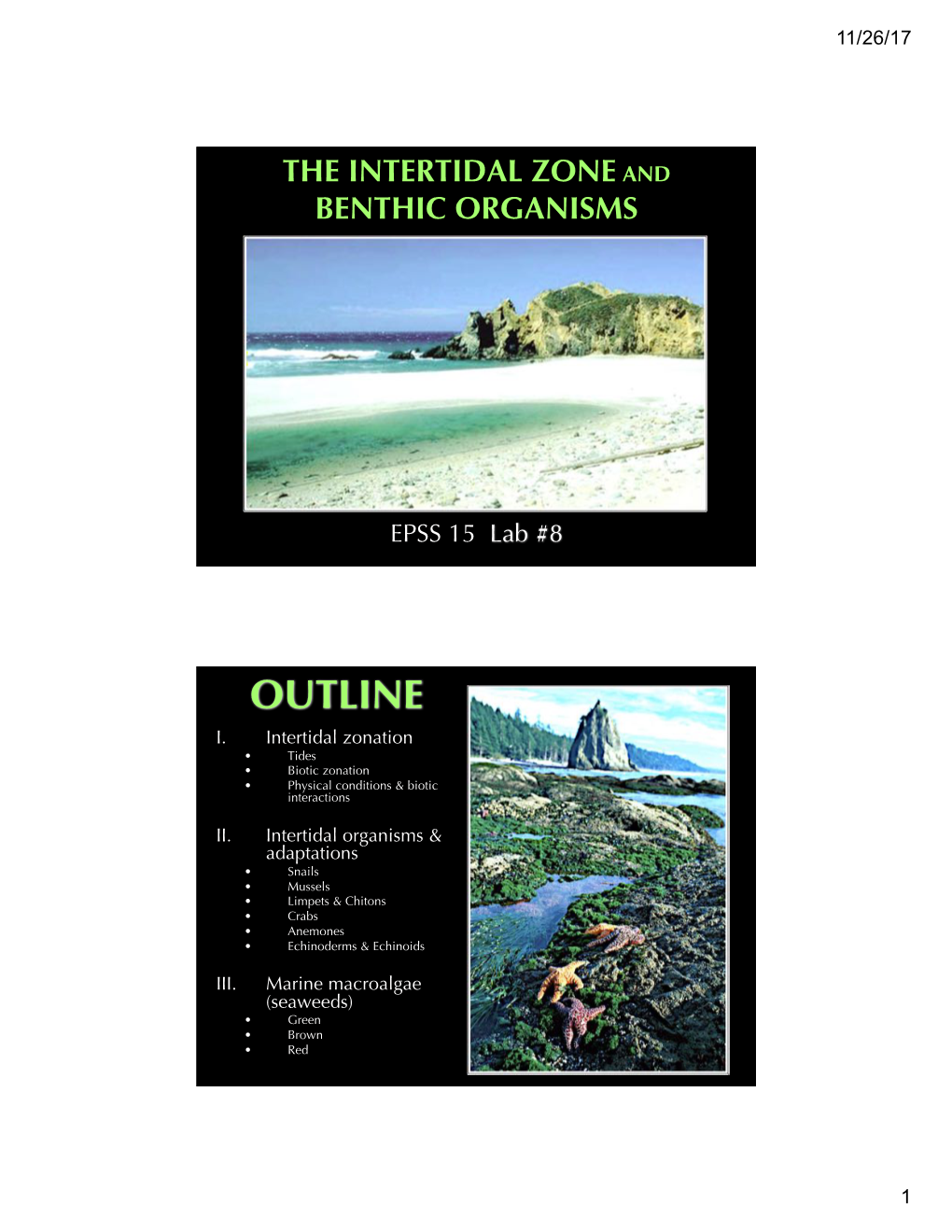 The Intertidal Zone and Benthic Organisms