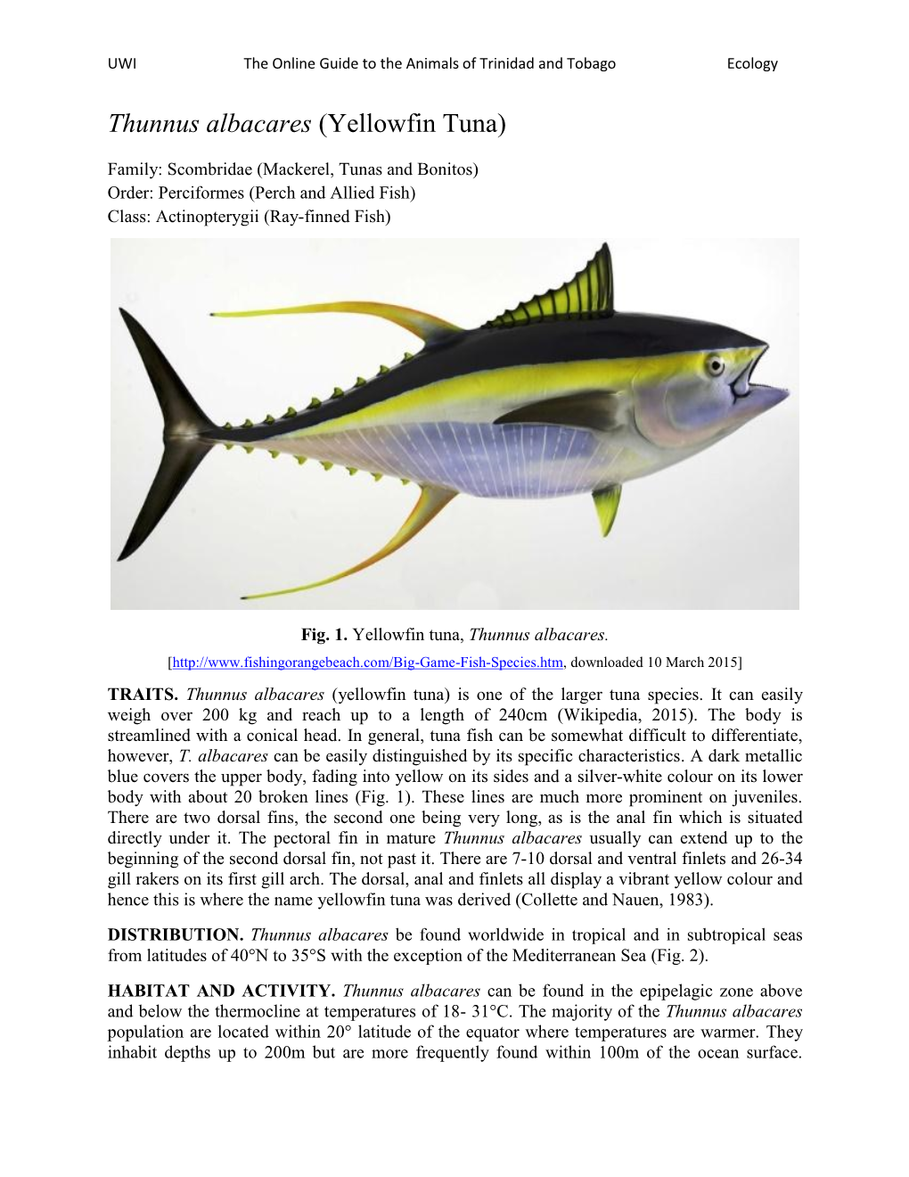 Thunnus Albacares (Yellowfin Tuna)