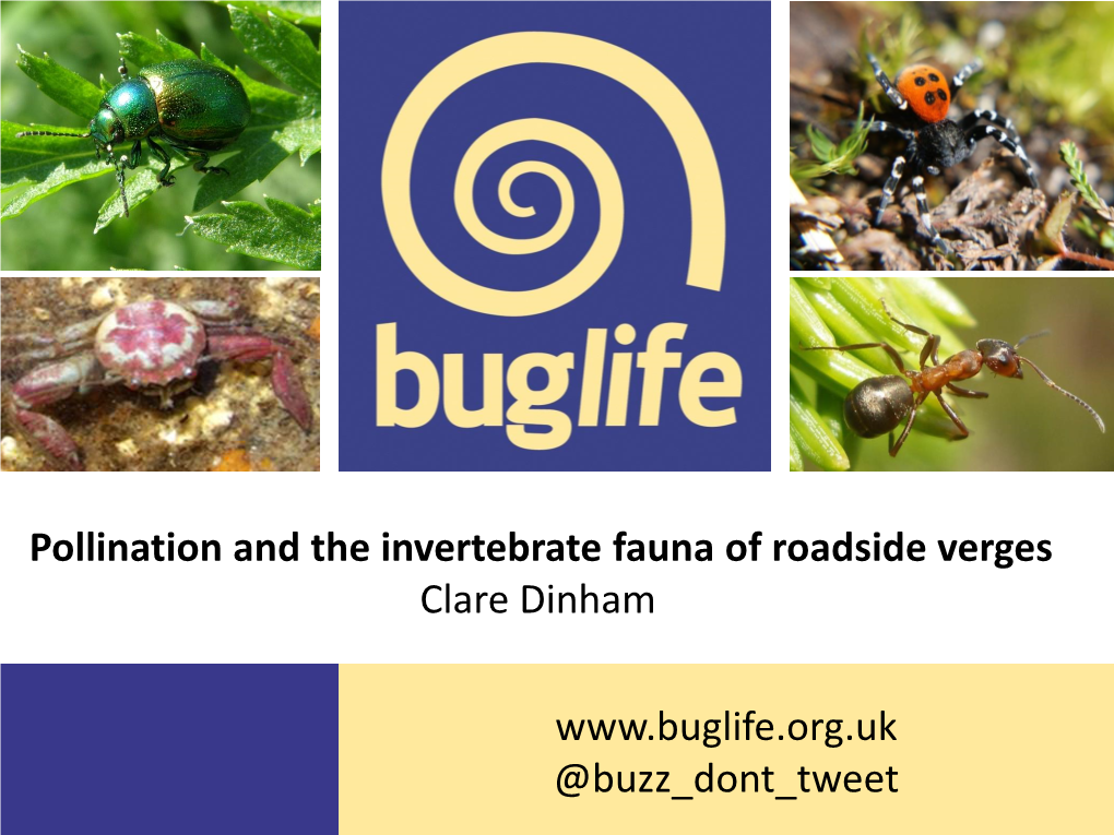 Pollination and the Fauna of Roadside Verges Clare Dinham, Buglife