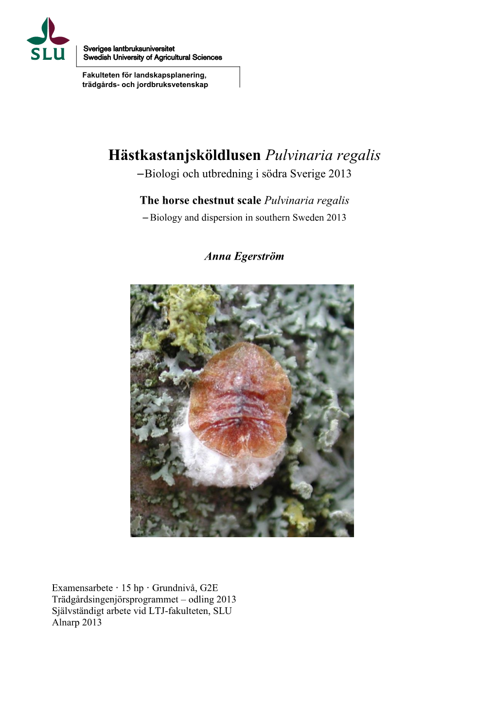 Hästkastanjsköldlusen Pulvinaria Regalis – Biologi Och Utbredning I Södra Sverige 2013