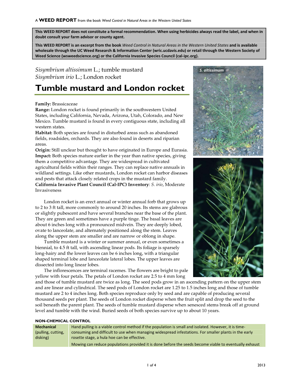 Sisymbrium Altissimum L.; Tumble Mustard S