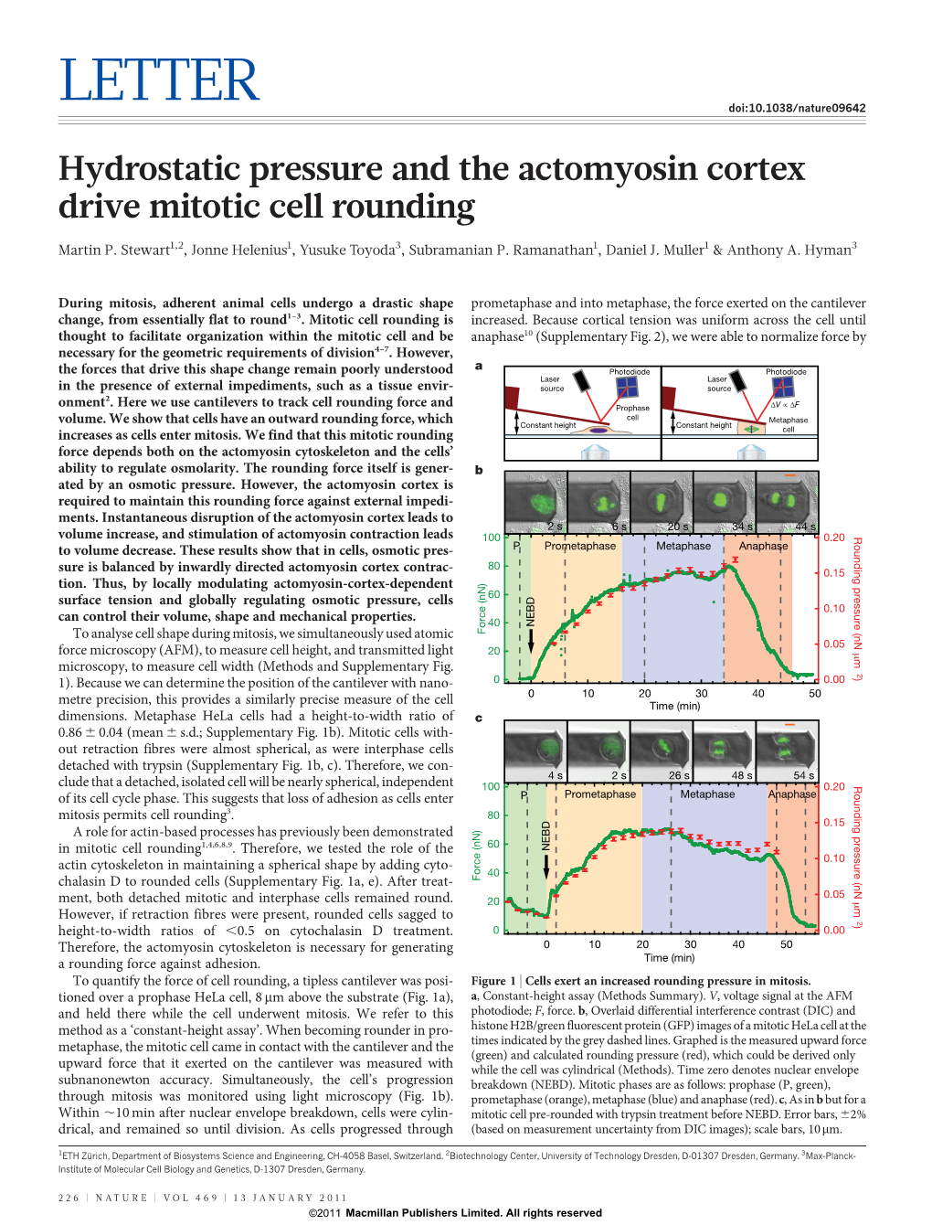 Hydrostatic Pressure and the Actomyosin Cortex Drive Mitotic Cell Rounding