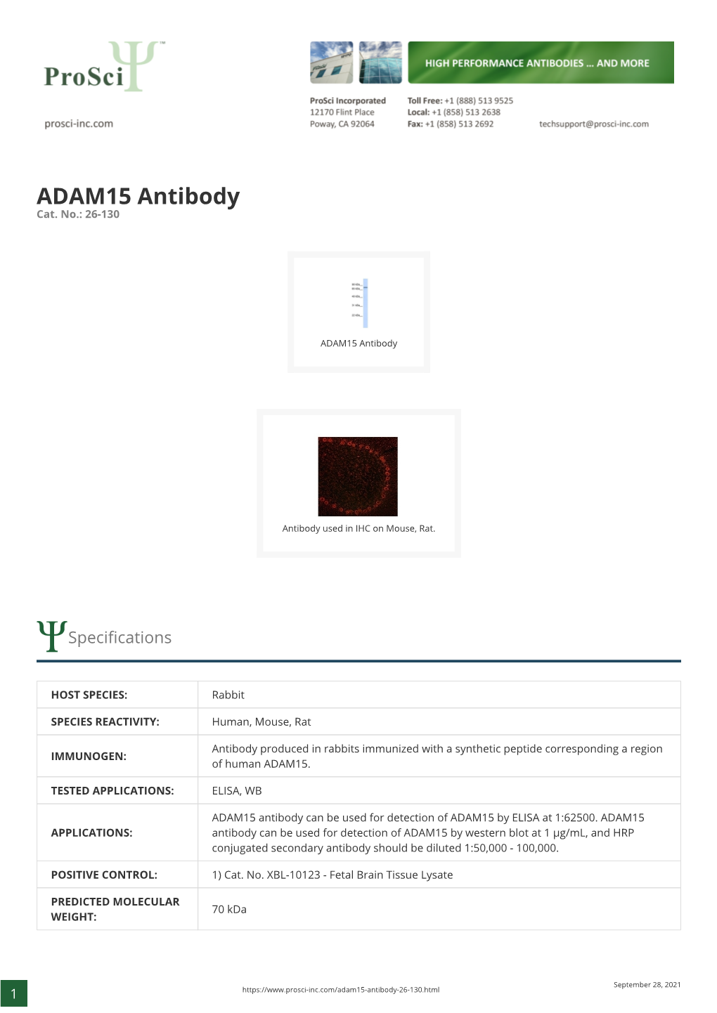 ADAM15 Antibody Cat