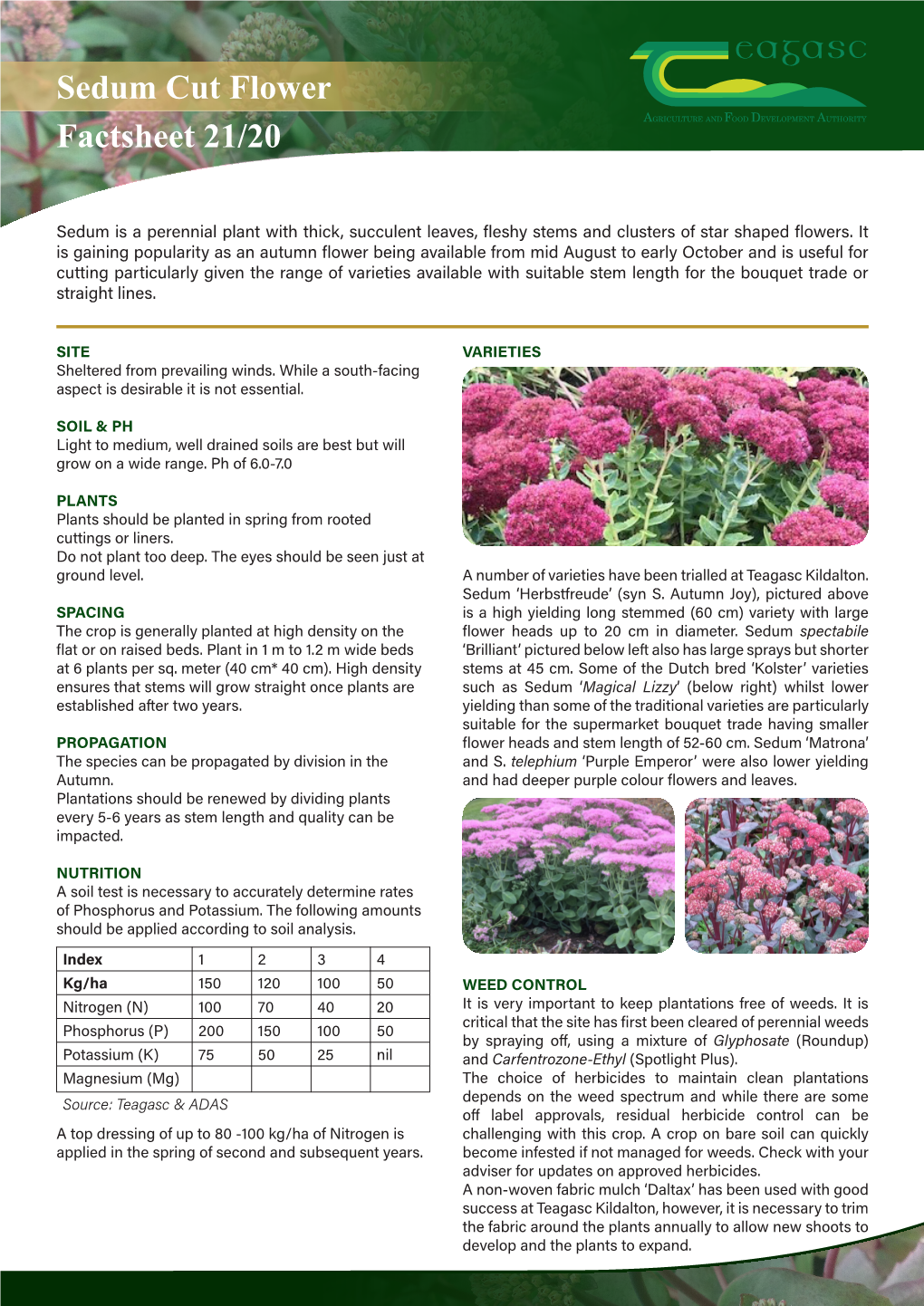 Sedum Cut Flower Factsheet 21/20