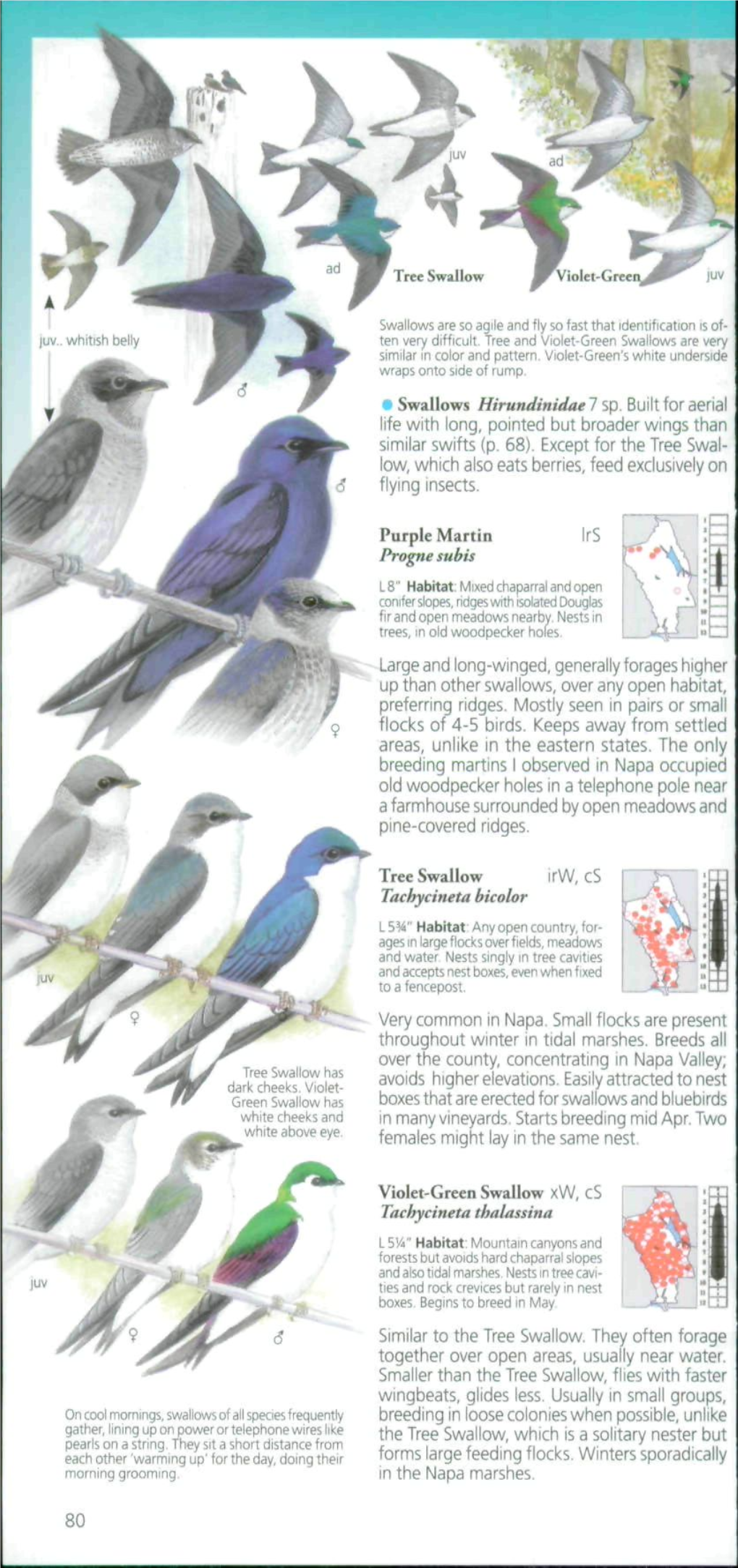 Purple Martin Progne Subis Tree Swallow Irw, Cs Tachycineta