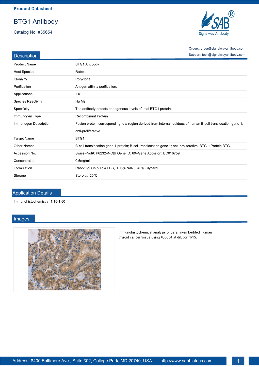 BTG1 Antibody