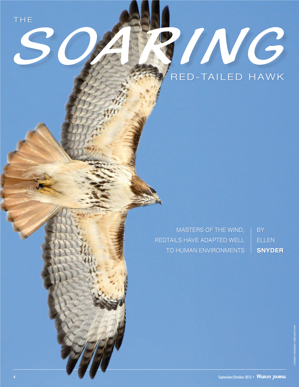 THE SOARING Red-Tailed Hawk