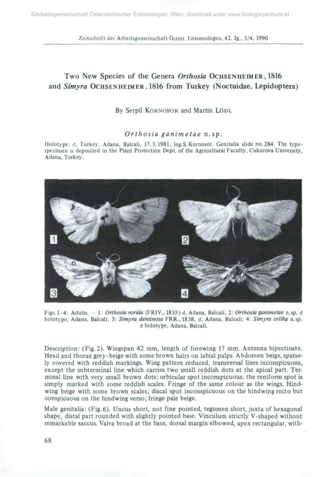 Two New Species of the Genera Orthosia OCHSENHEIMER, 1816 and Simyra OCHSENHEIMER, 1816 from Turkey (Noctuidae, Lepidoptera)