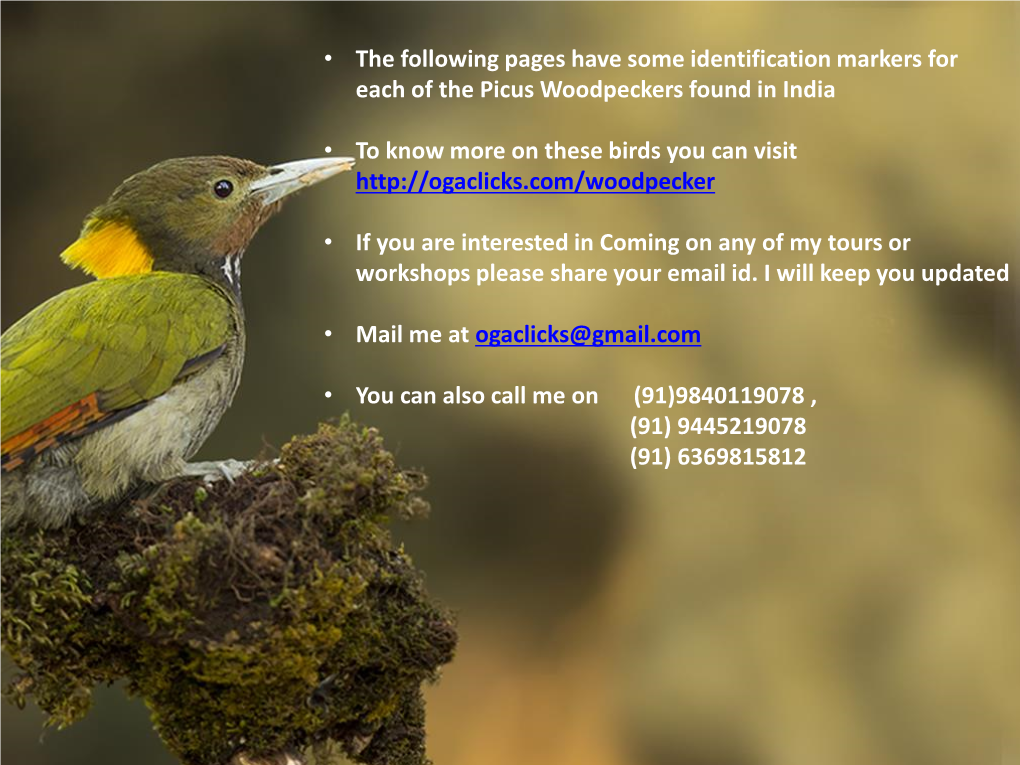 Identification of Picus Woodpeckers