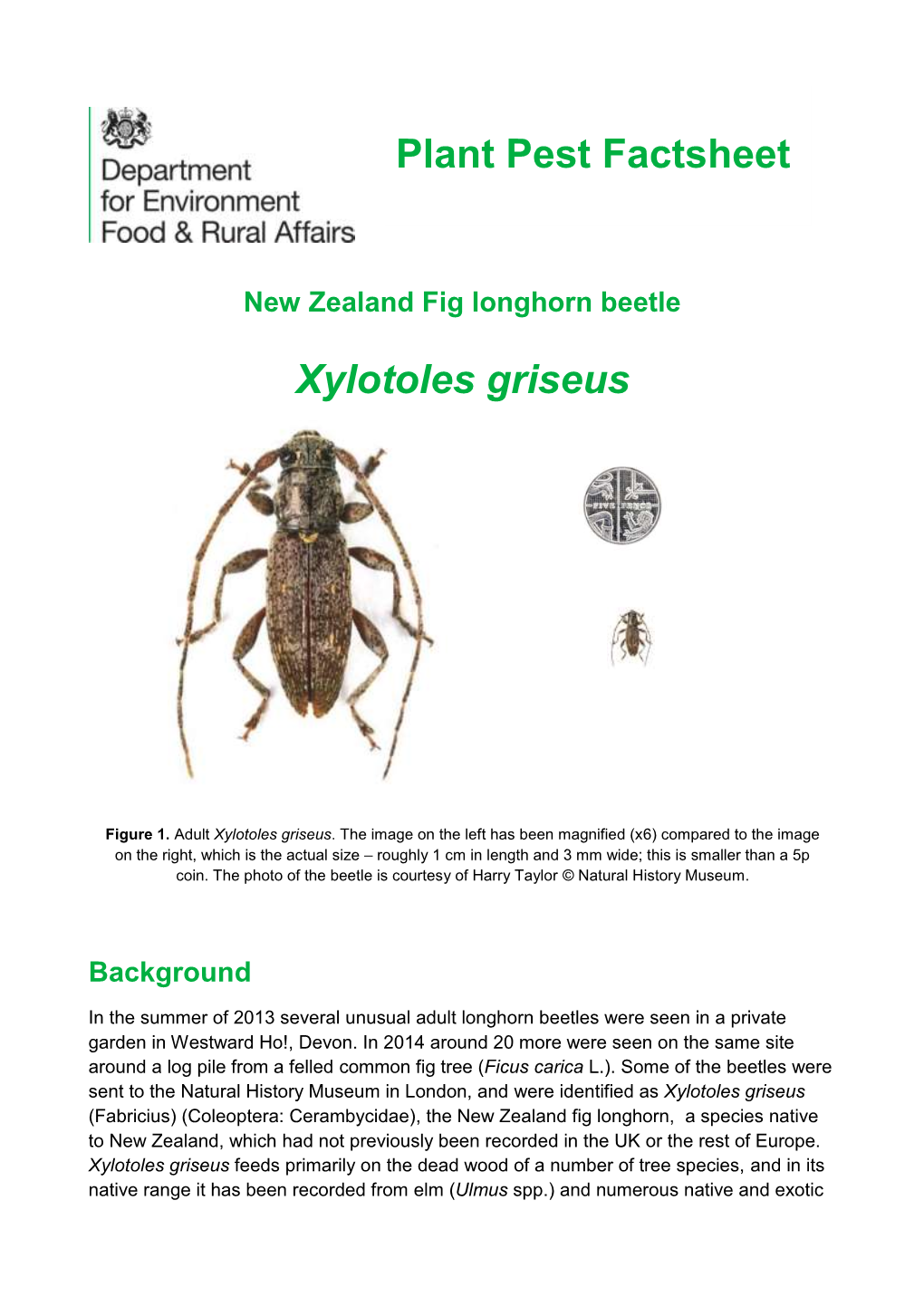 New Zealand Fig Longhorn Beetle: Xylotoles Griseus