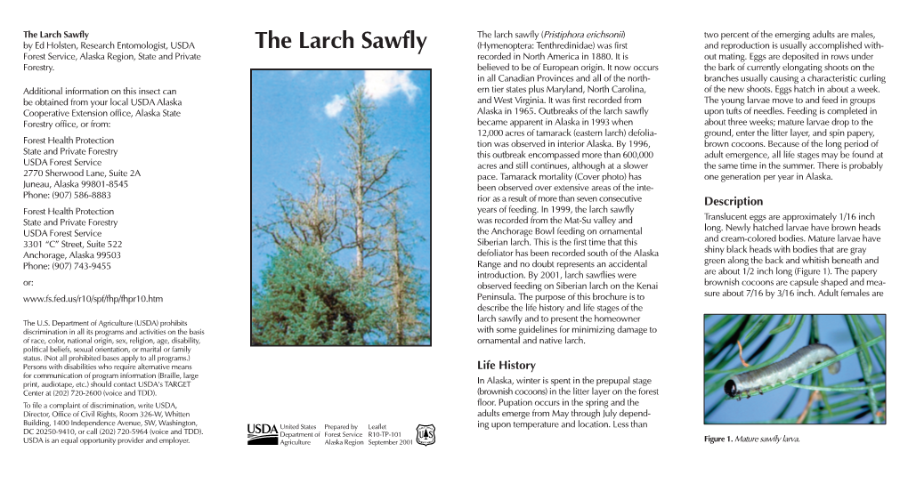 The Larch Sawfly