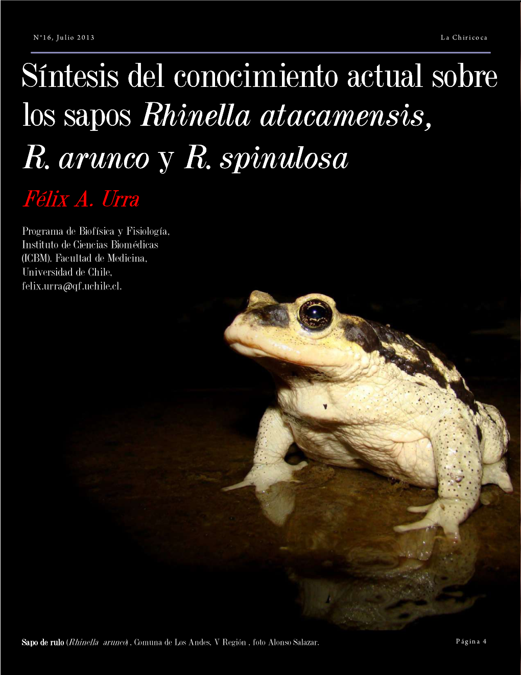 Síntesis Del Conocimiento Actual Sobre Los Sapos Rhinella Atacamensis, R