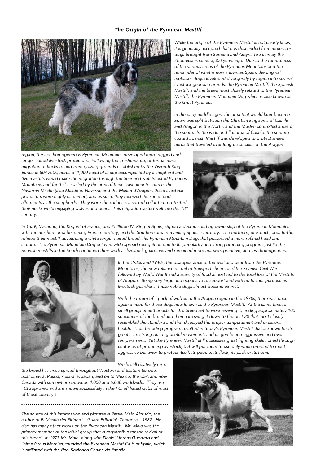 The Origin of the Pyrenean Mastiff