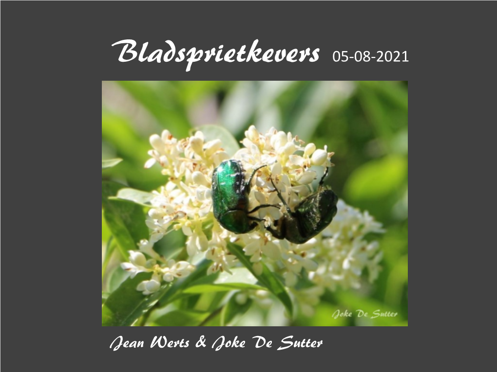 Bladsprietkevers 05-08-2021