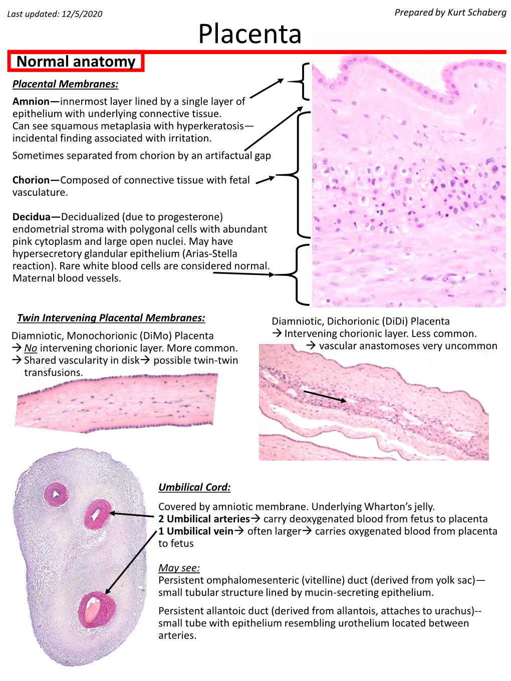 Placenta Normal Anatomy Placental Membranes: Amnion—Innermost Layer Lined by a Single Layer of Epithelium with Underlying Connective Tissue