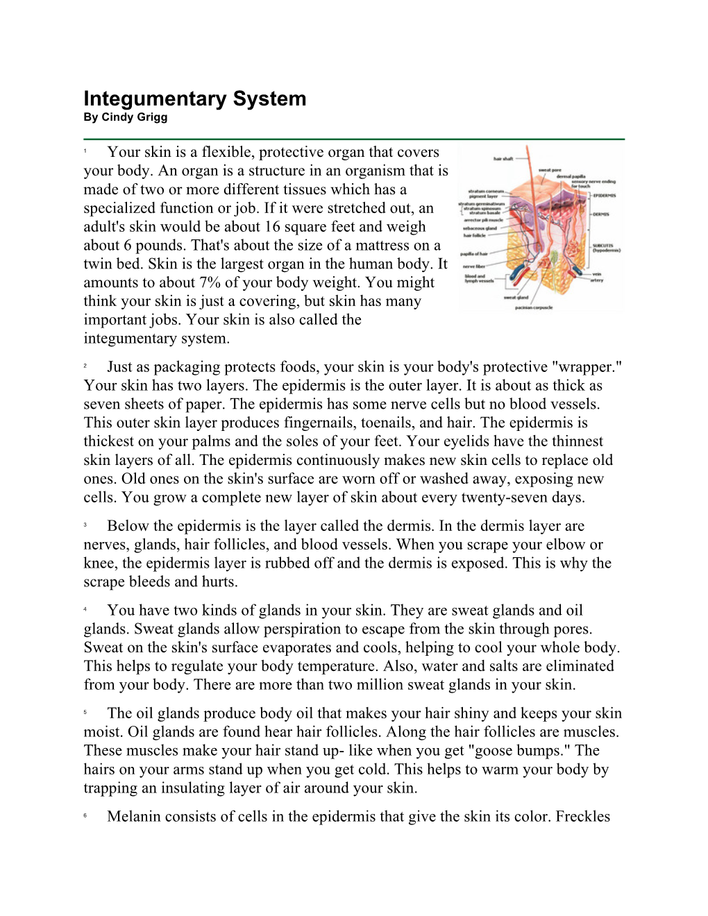 Integumentary System by Cindy Grigg