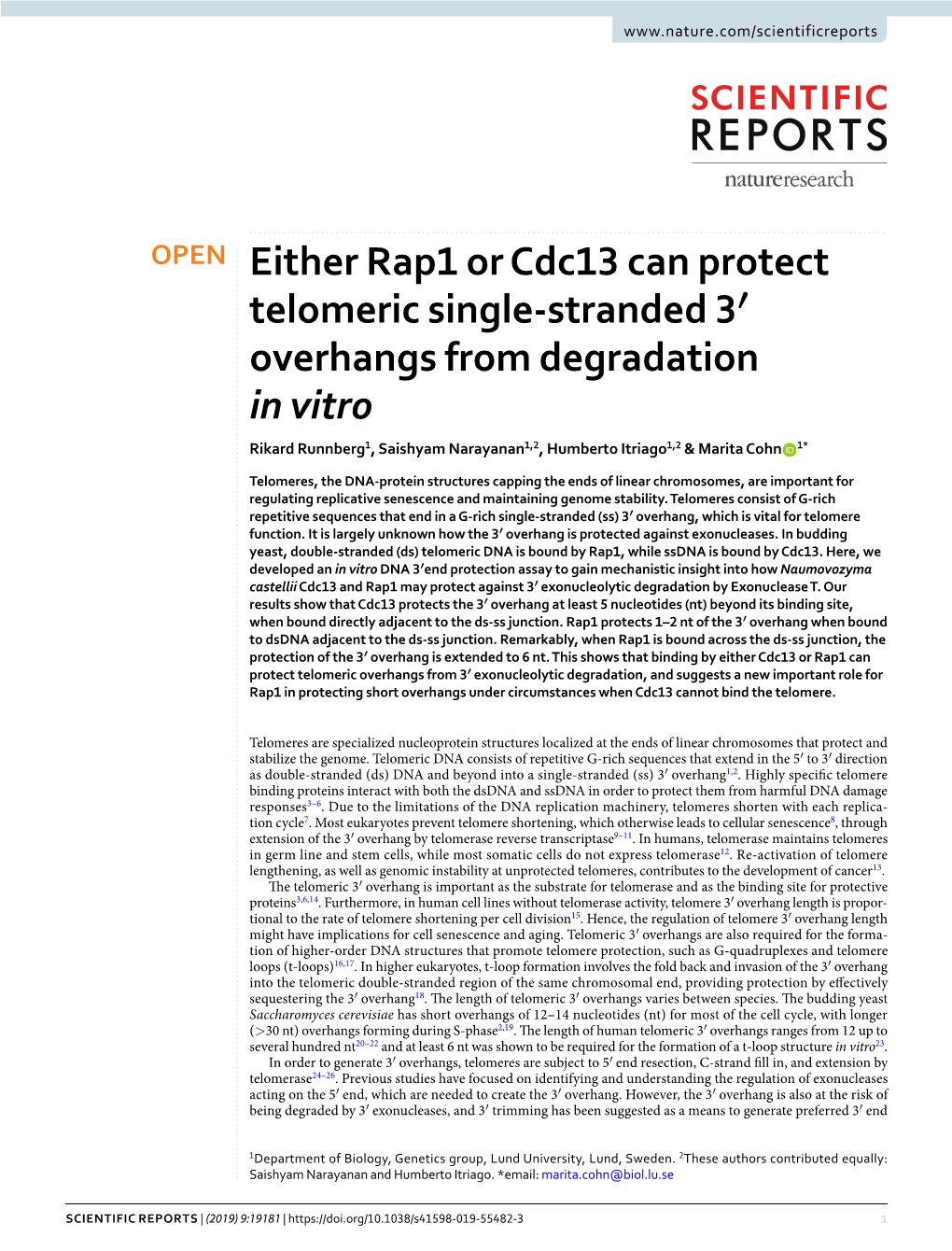 Either Rap1 Or Cdc13 Can Protect Telomeric Single-Stranded 3