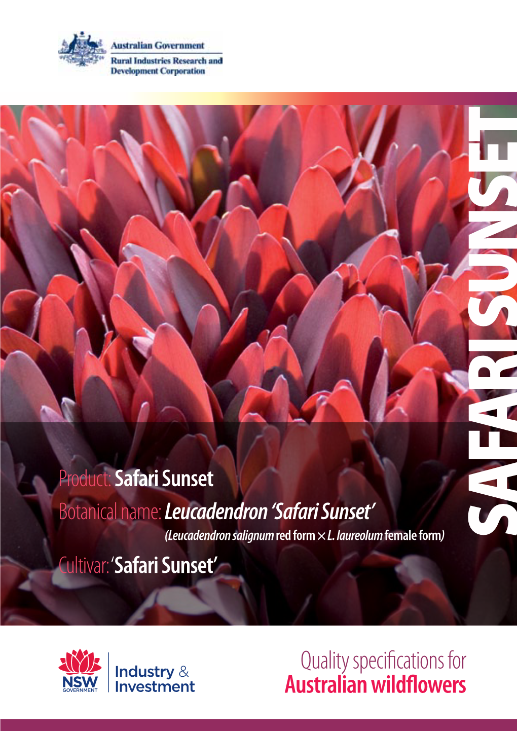 Product:Safari Sunset Botanical Name:Leucadendron