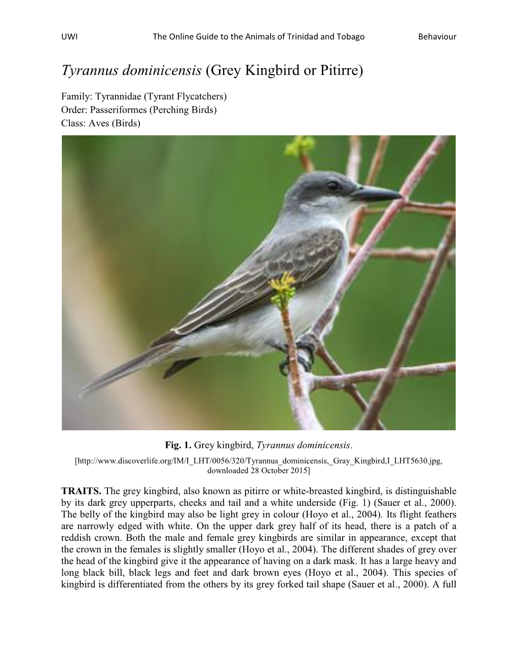 Tyrannus Dominicensis (Grey Kingbird Or Pitirre)